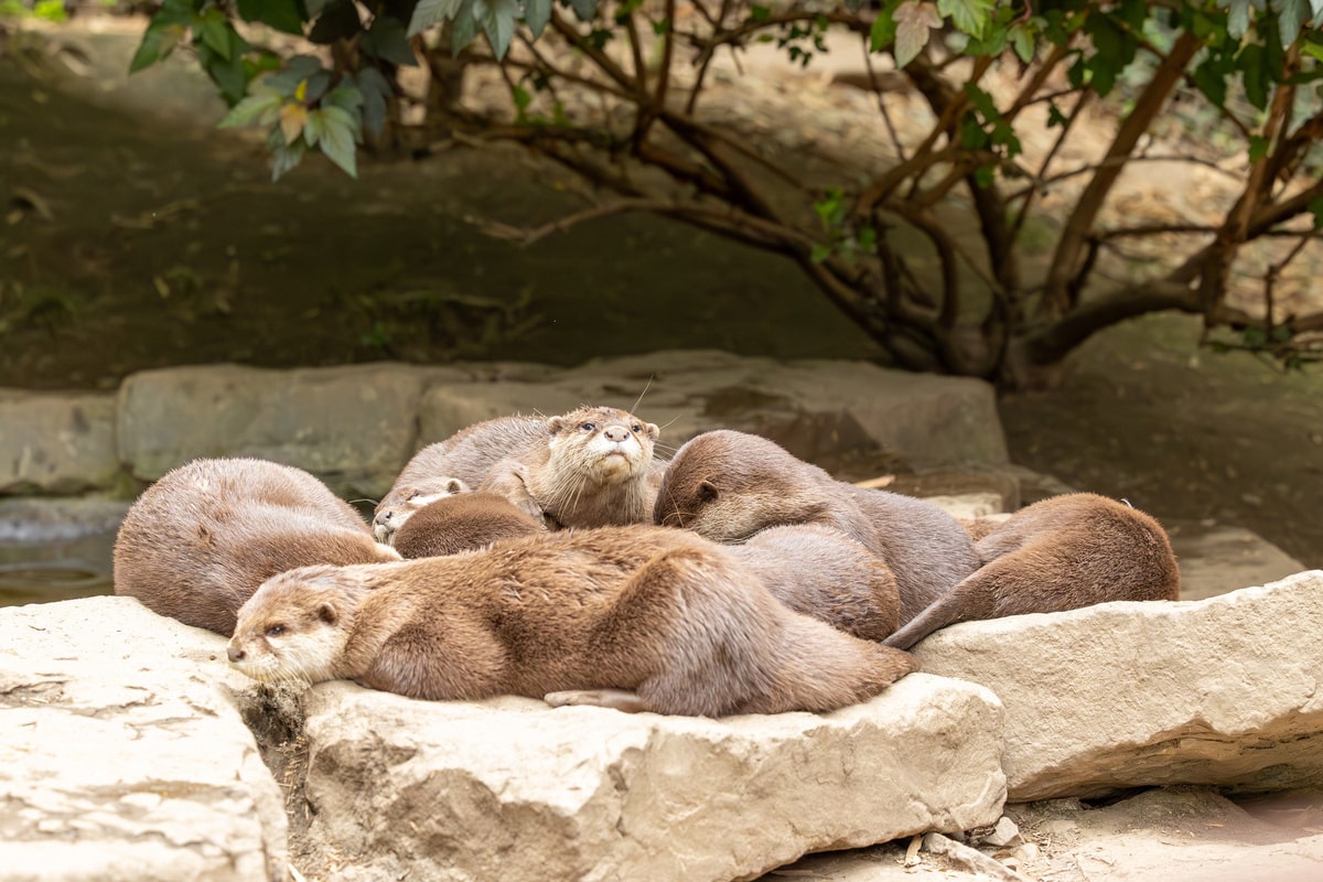 Famille de loutres asiatiques à petites griffes se reposant en groupe sur des rochers, l'une curieuse levant la tête.